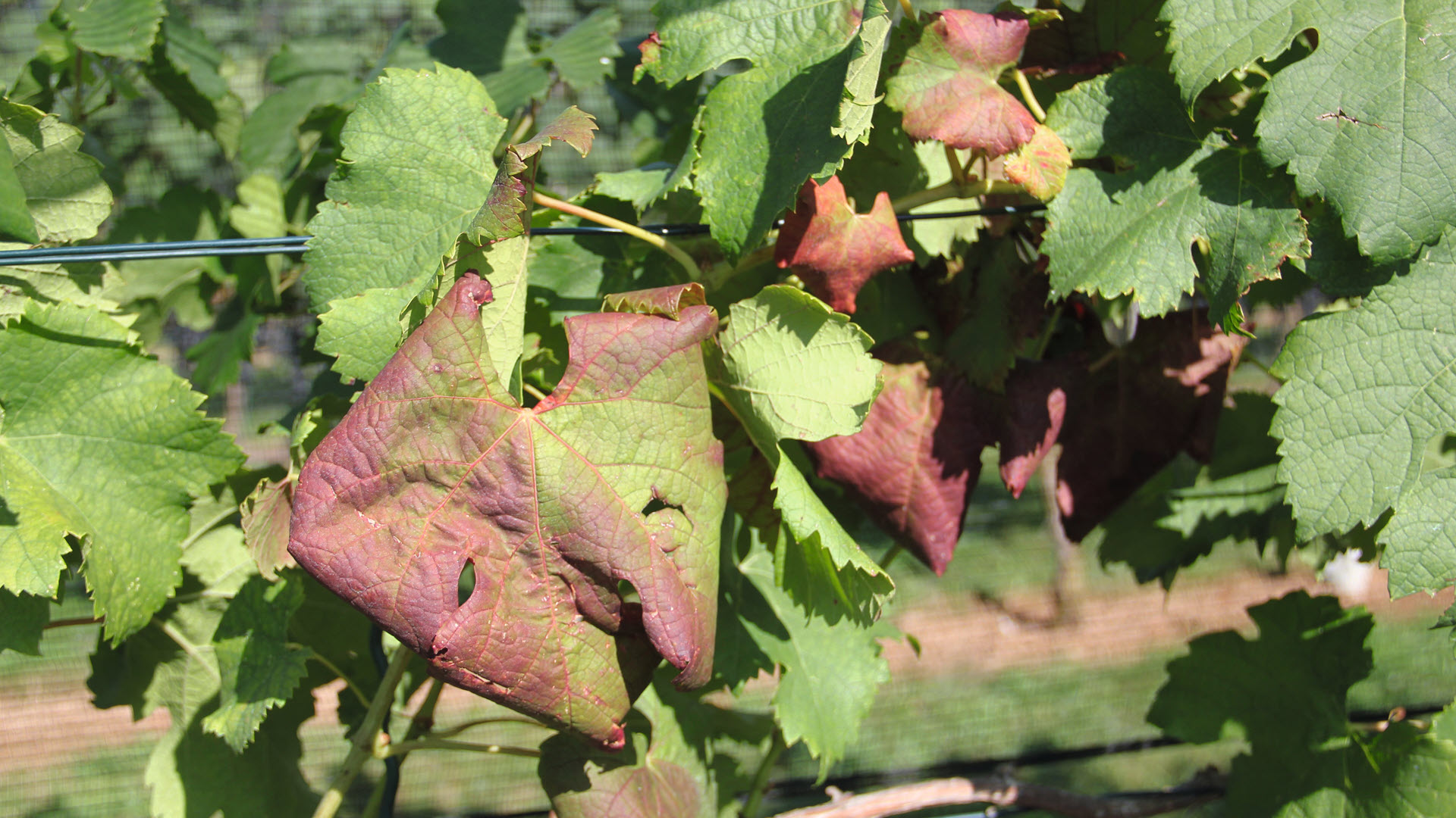 Merlot, Trauben